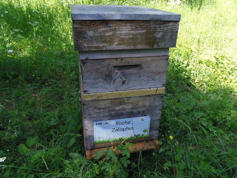 La ruche Zalophus