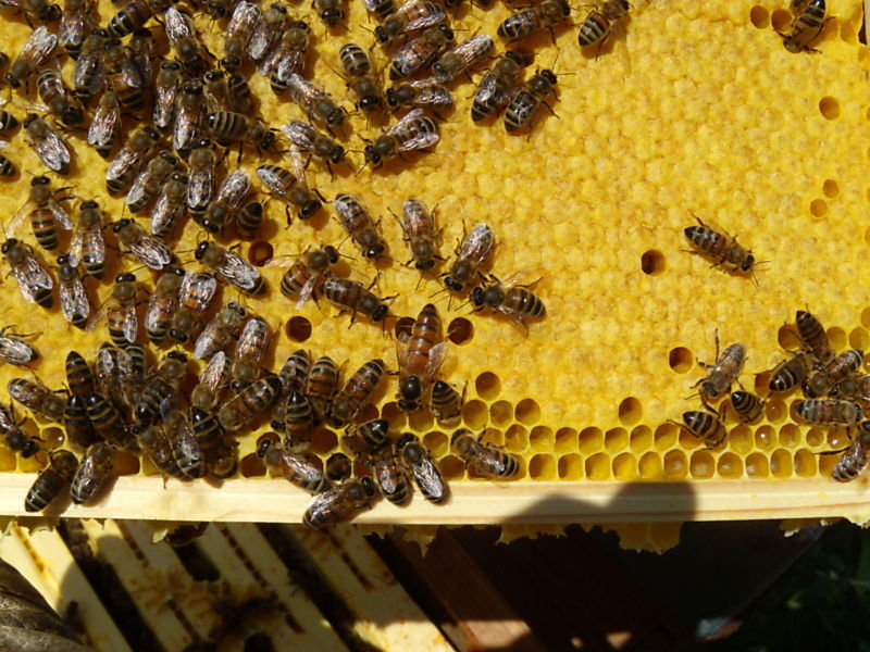 La ruche 123SIMONE