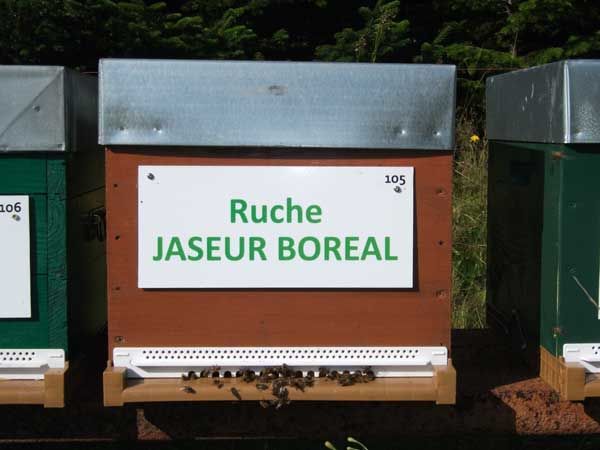 La ruche