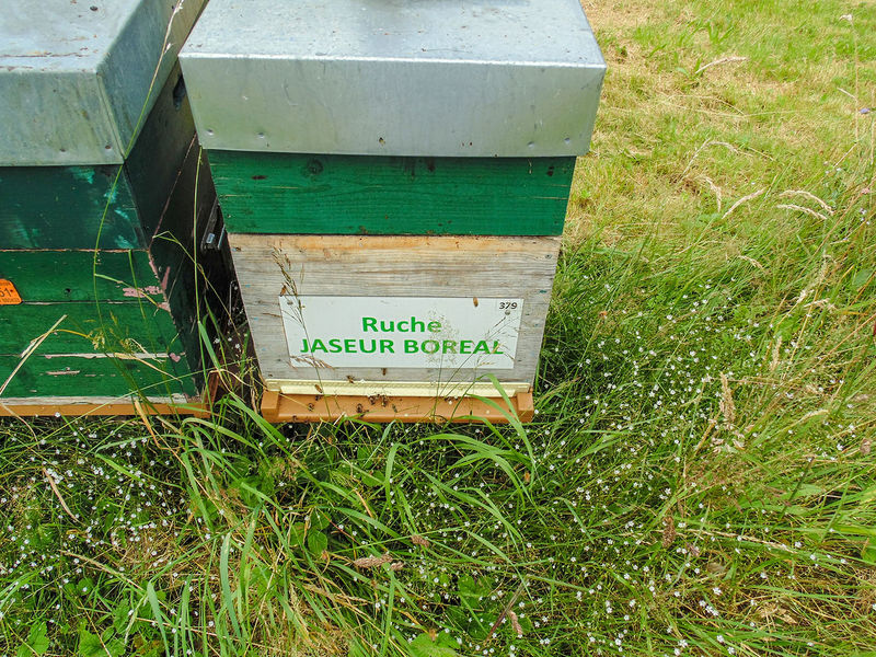 La ruche Jaseur boreal