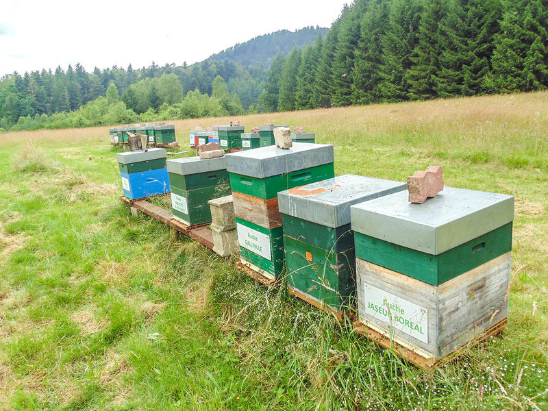 La ruche Jaseur boreal