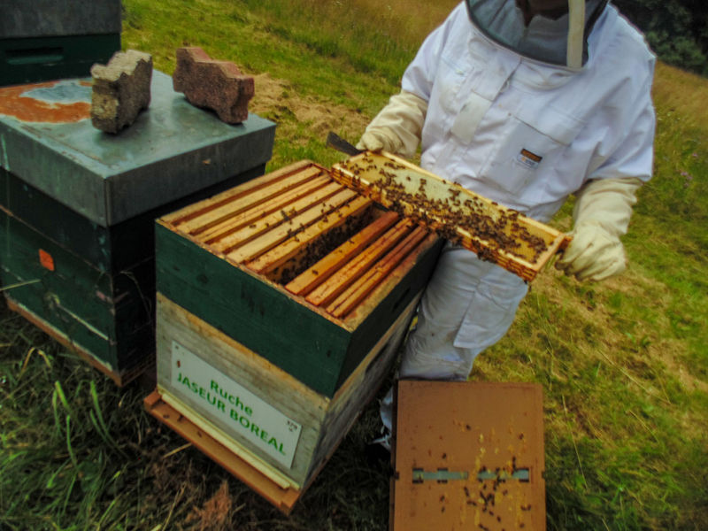 La ruche Jaseur boreal