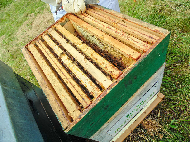 La ruche Jaseur boreal