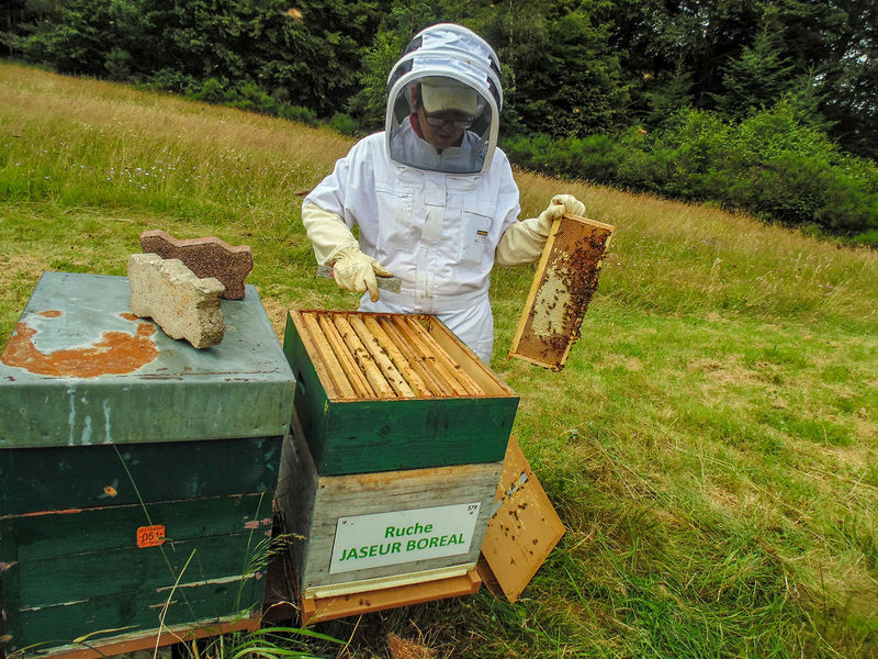 La ruche Jaseur boreal