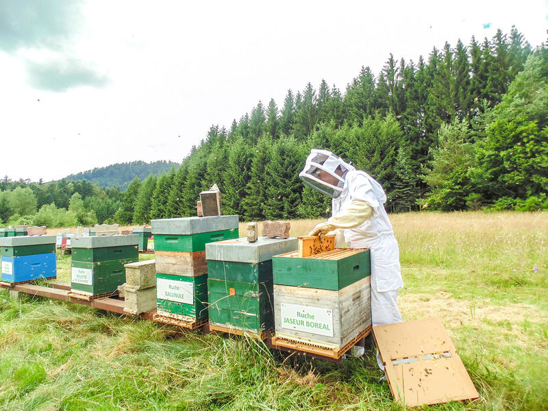 La ruche Jaseur boreal