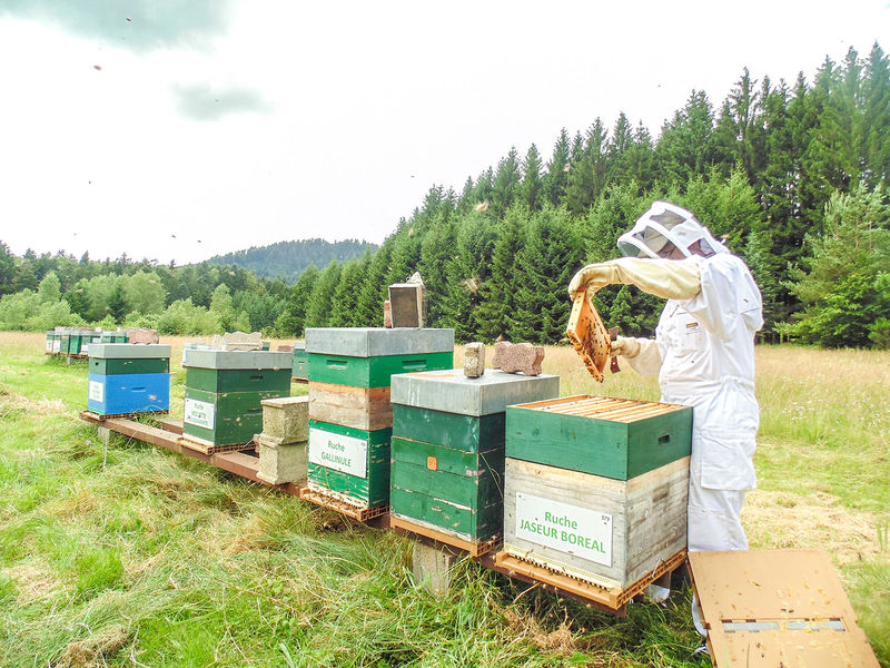 La ruche Jaseur boreal