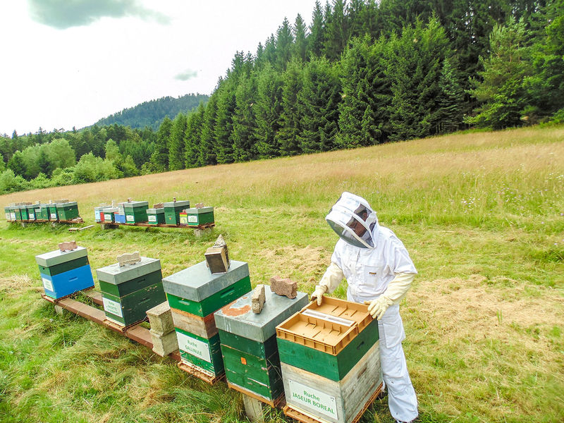 La ruche Jaseur boreal