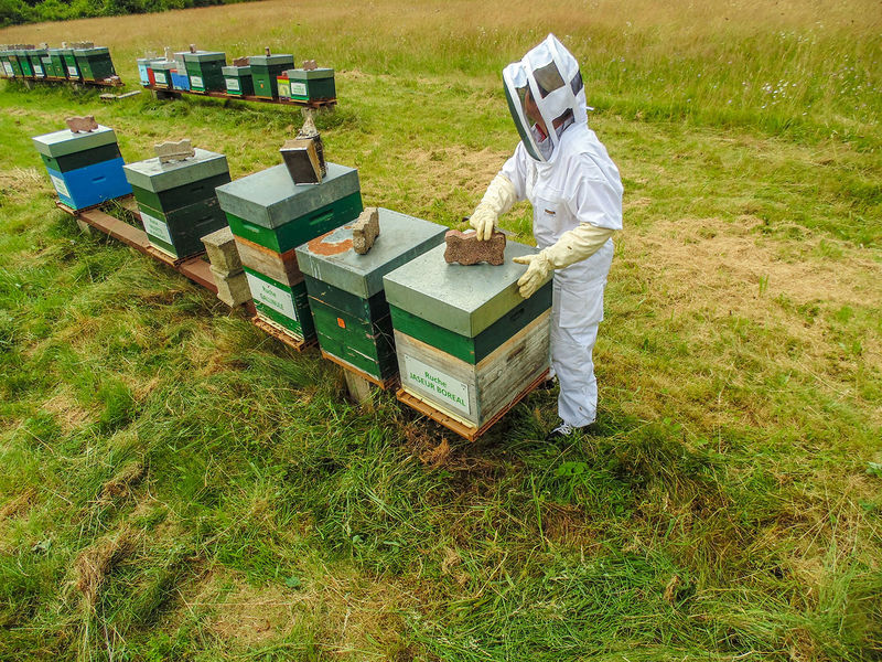 La ruche Jaseur boreal