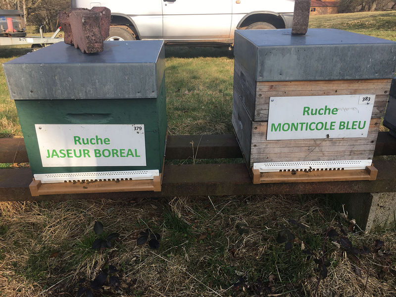 La ruche Jaseur boreal