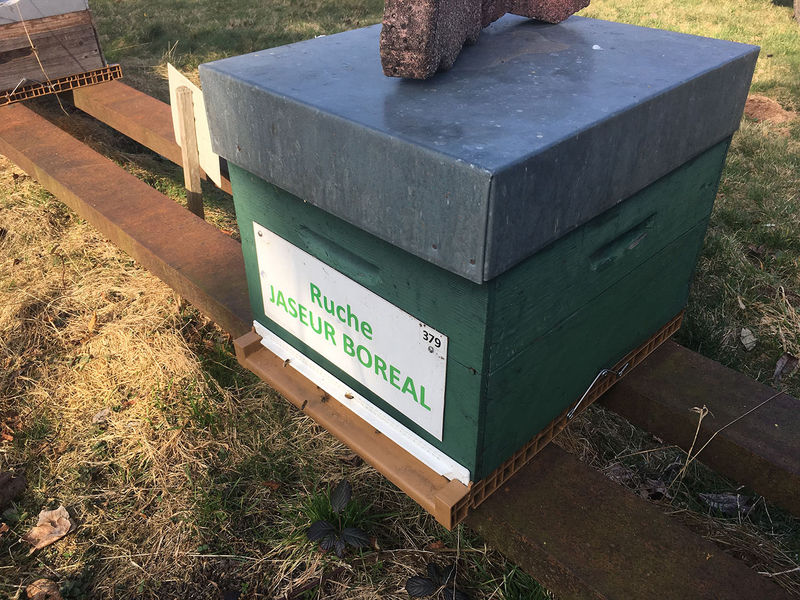 La ruche Jaseur boreal