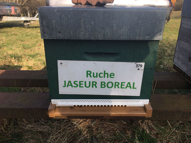 La ruche Jaseur boreal