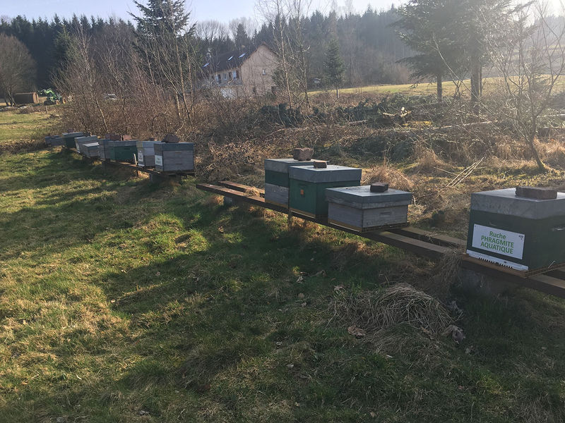 La ruche Jaseur boreal