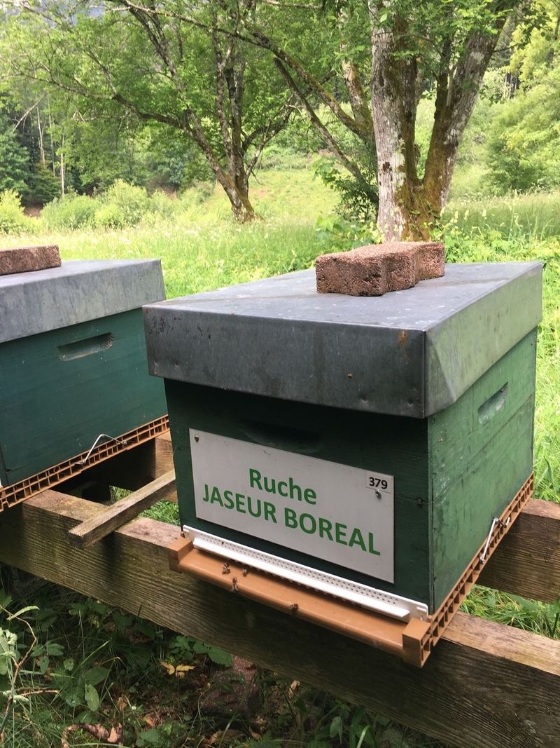 La ruche Jaseur boreal