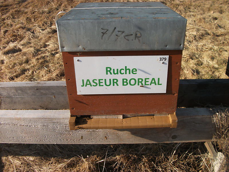 La ruche Jaseur boreal