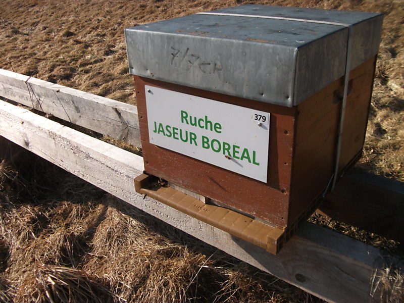 La ruche Jaseur boreal