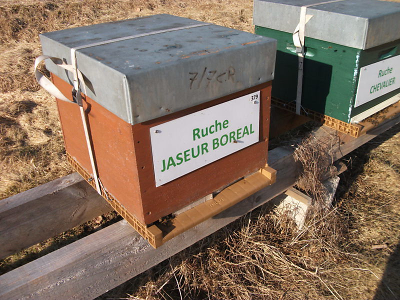 La ruche Jaseur boreal