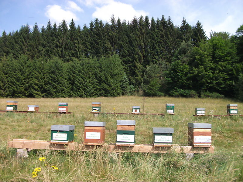 La ruche Jaseur boreal