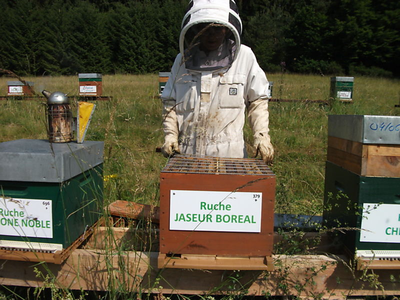La ruche Jaseur boreal