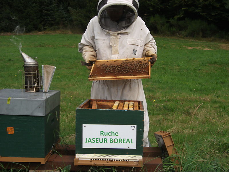 La ruche Jaseur boreal