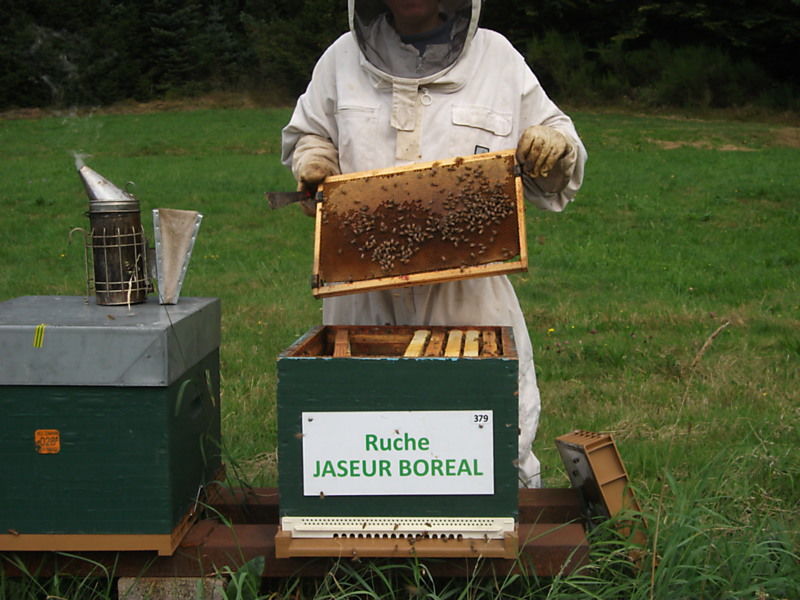 La ruche Jaseur boreal