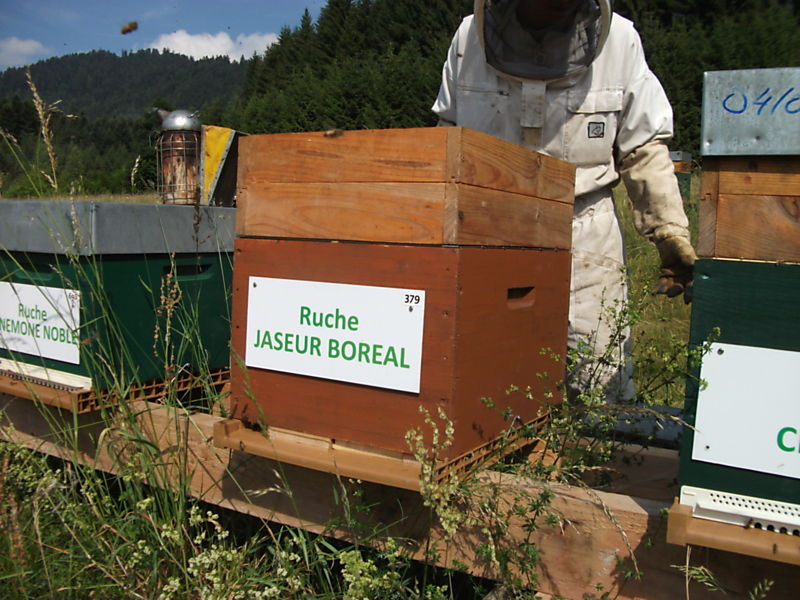La ruche Jaseur boreal