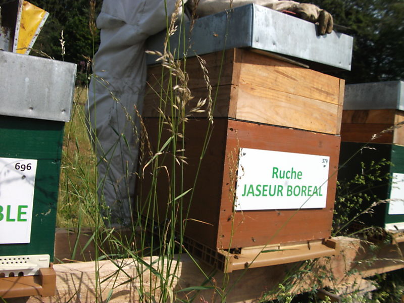 La ruche Jaseur boreal