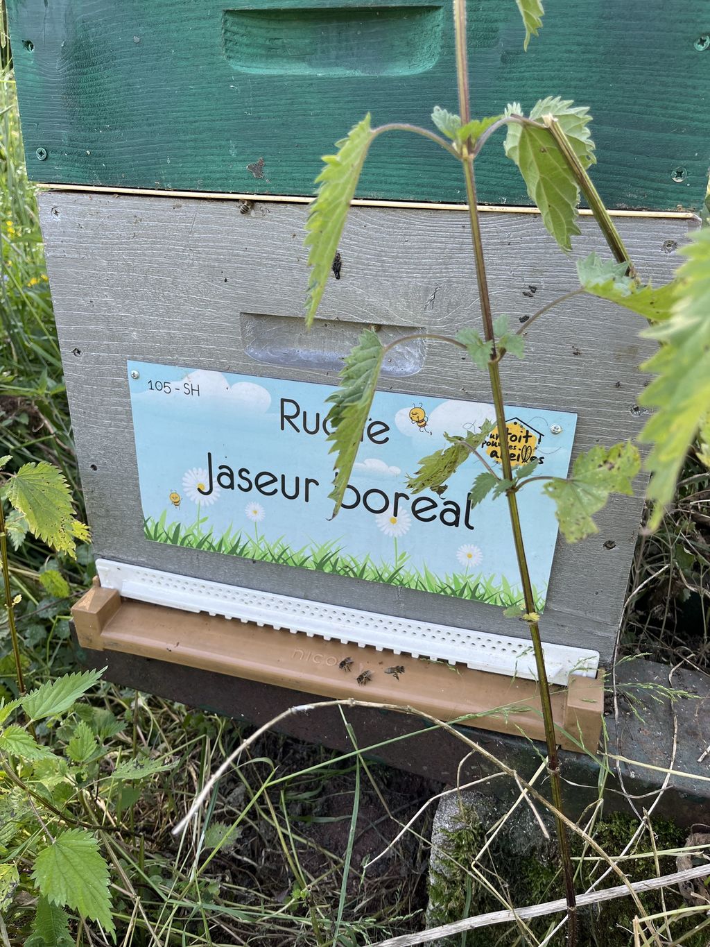 La ruche Jaseur boreal