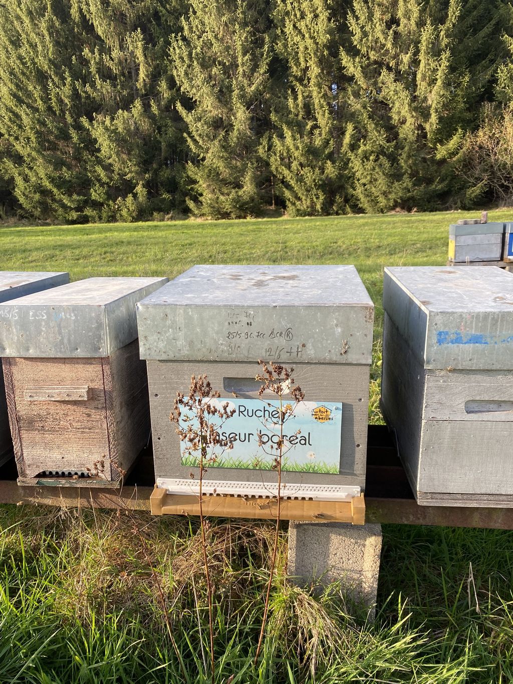 La ruche Jaseur boreal
