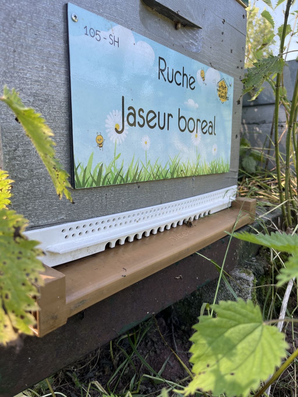 La ruche Jaseur boreal