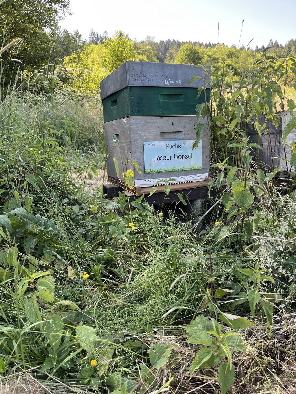 La ruche Jaseur boreal