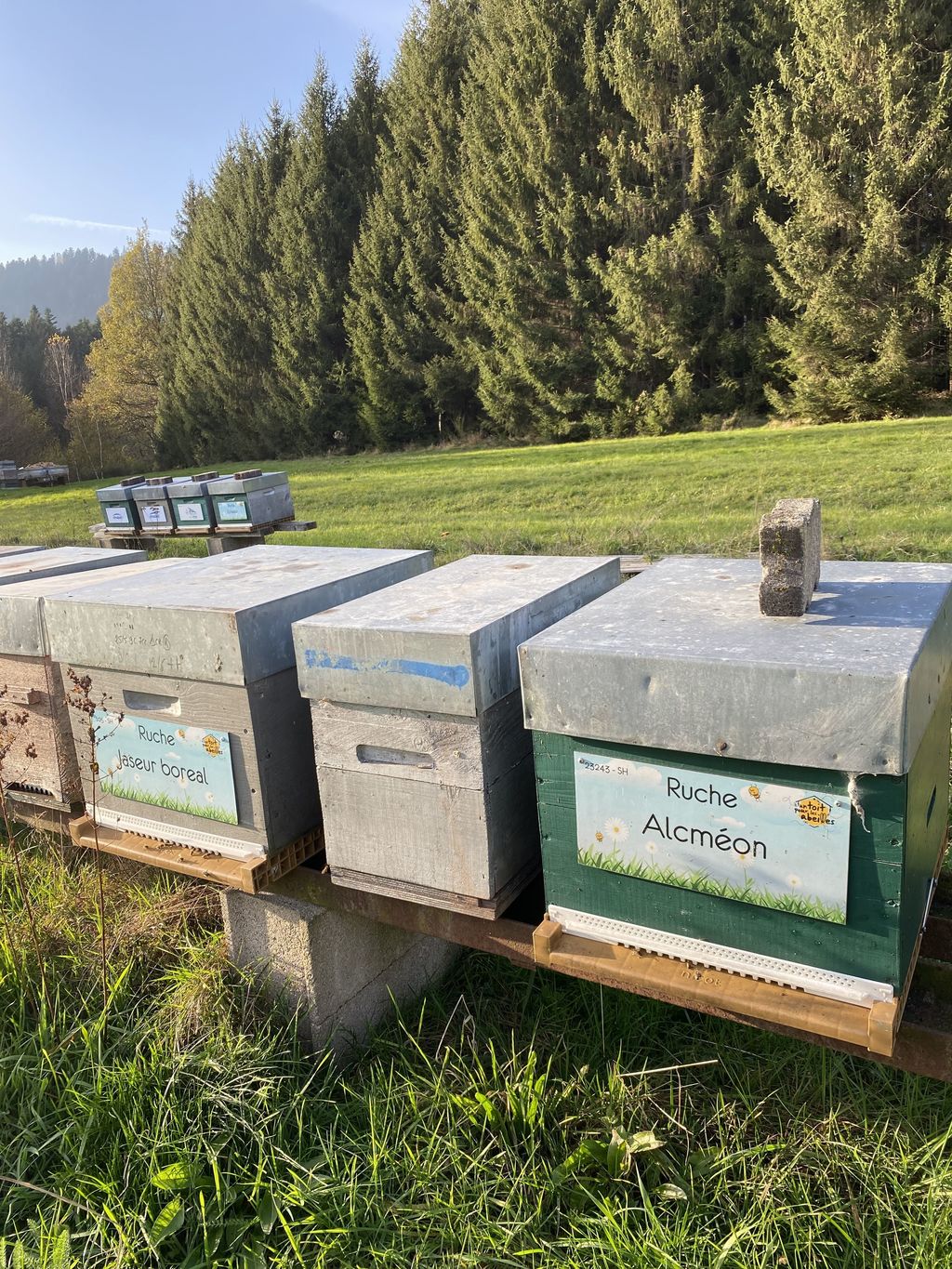 La ruche Jaseur boreal