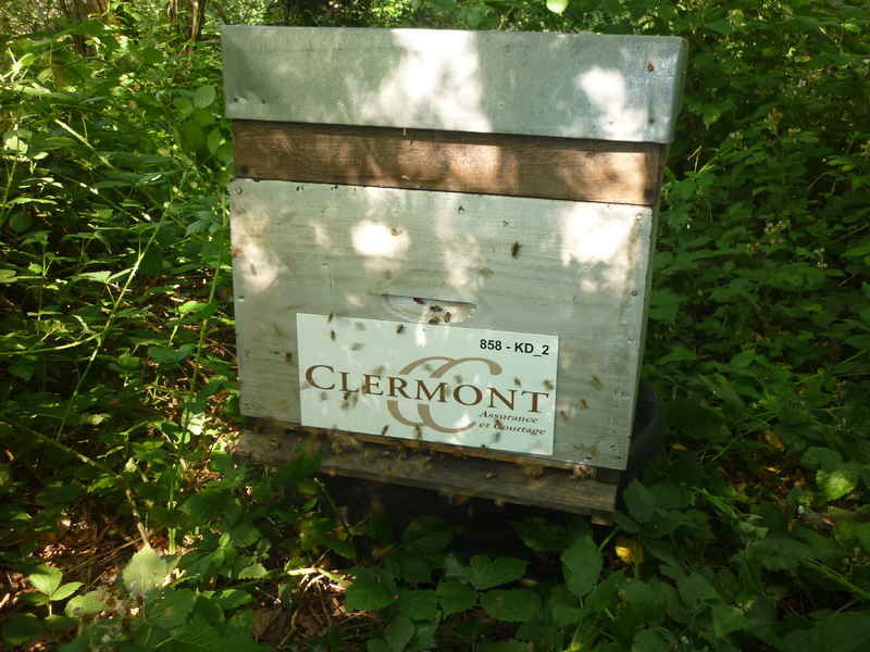 La ruche Clermont conseil