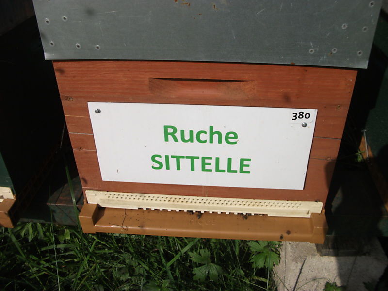 La ruche Sittelle