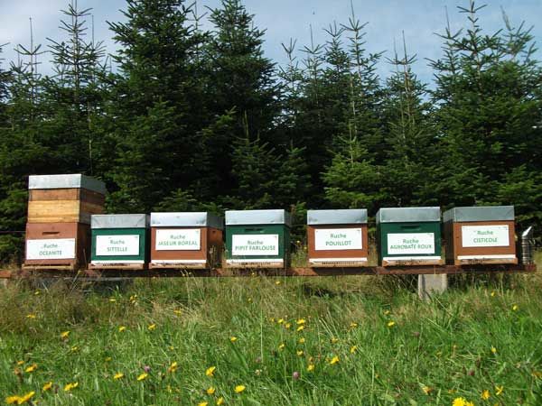 La ruche Sittelle