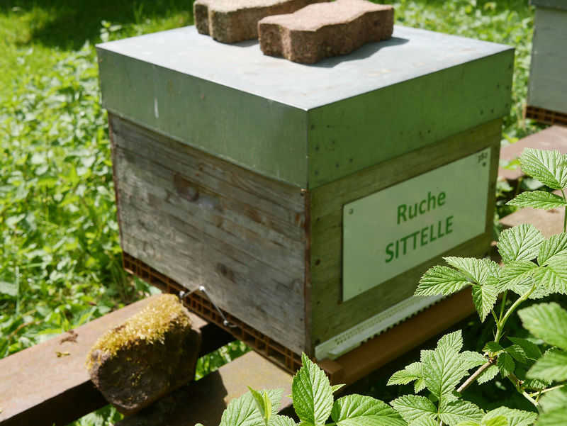 La ruche Sittelle