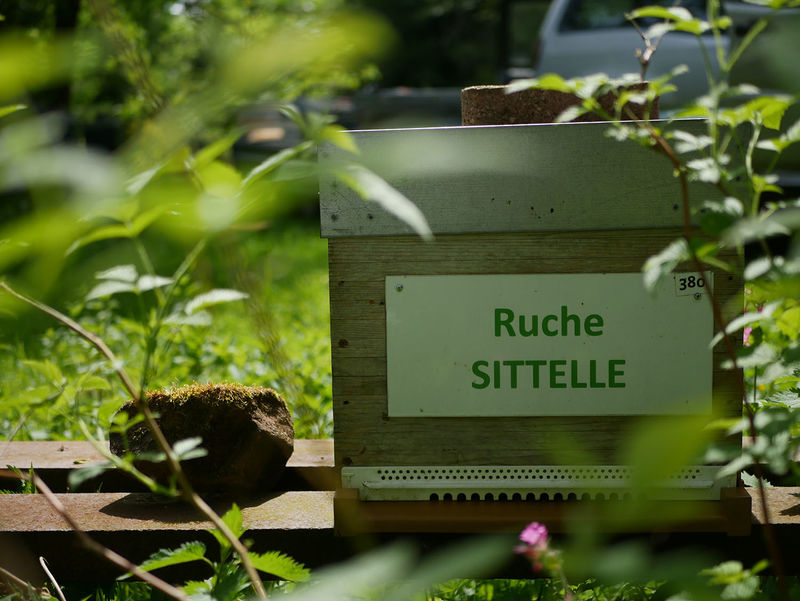 La ruche Sittelle