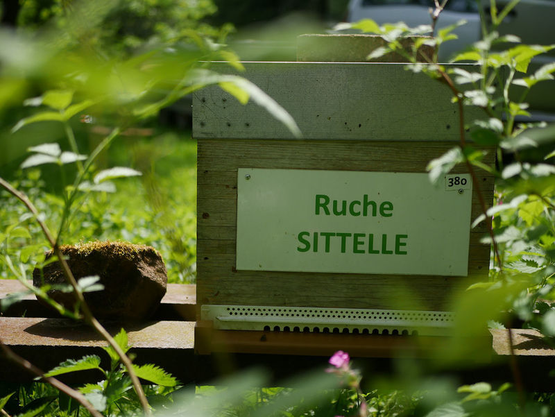 La ruche Sittelle