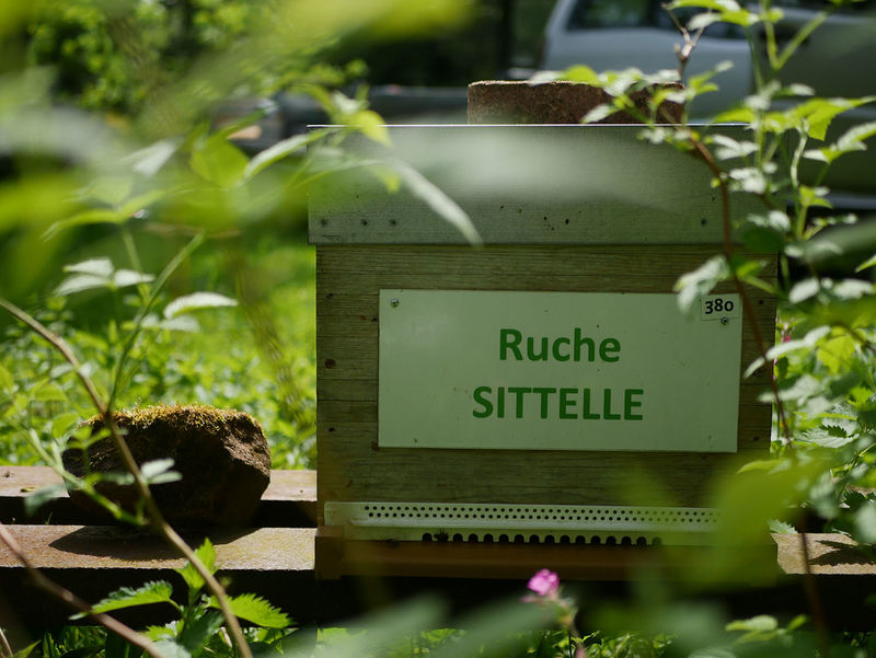 La ruche Sittelle