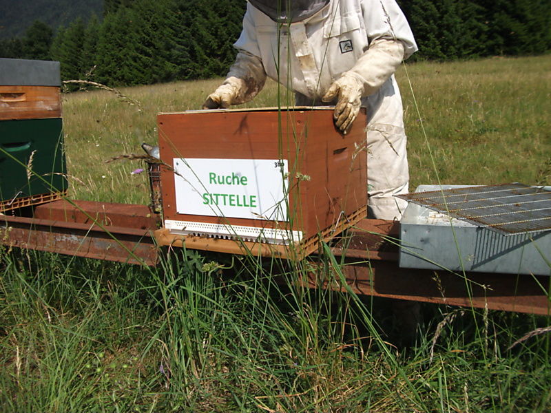 La ruche Sittelle