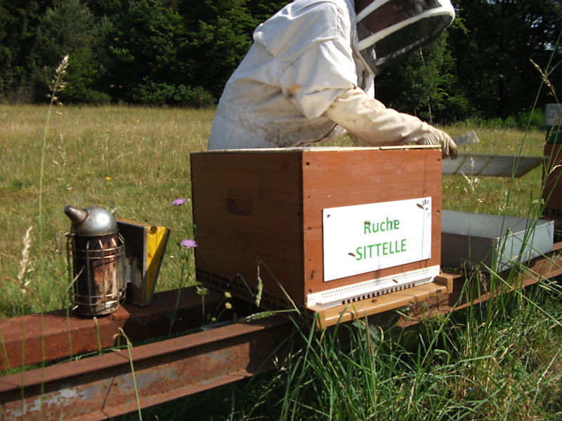 La ruche Sittelle