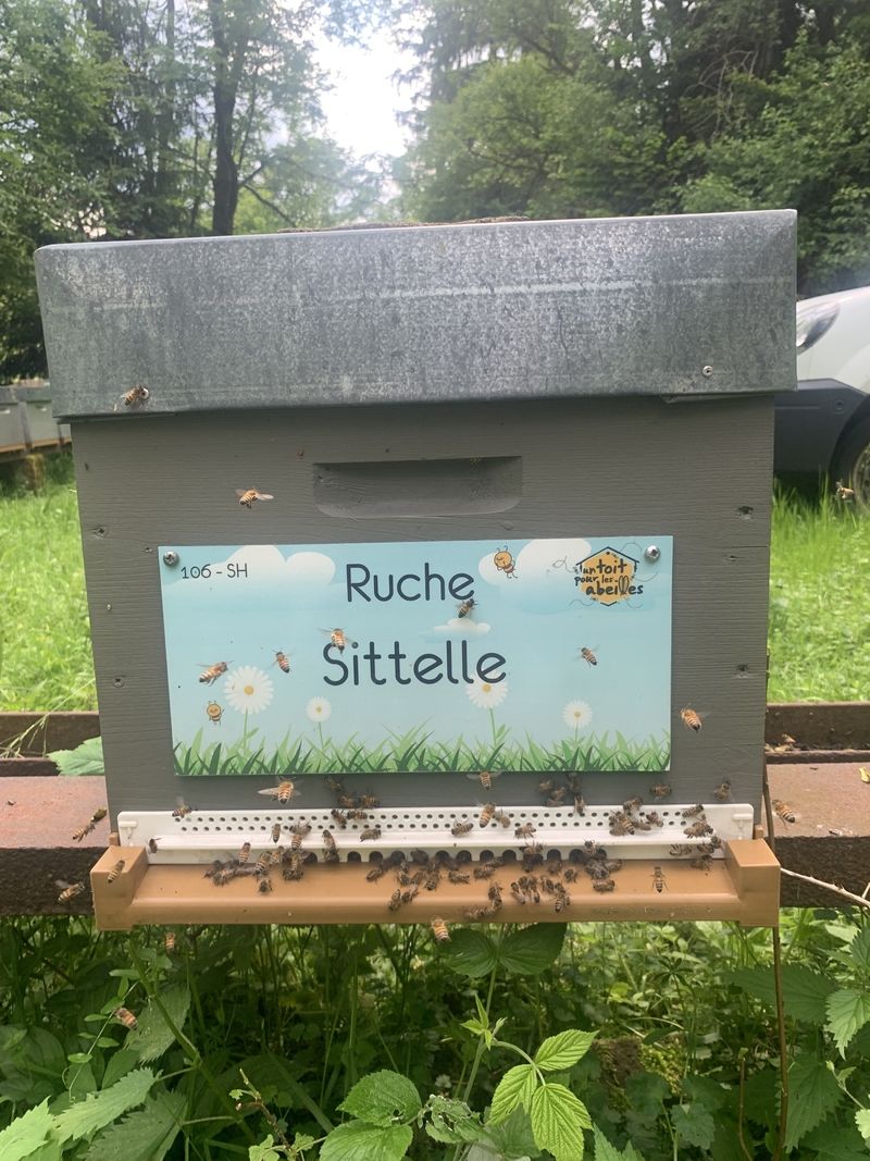 La ruche Sittelle