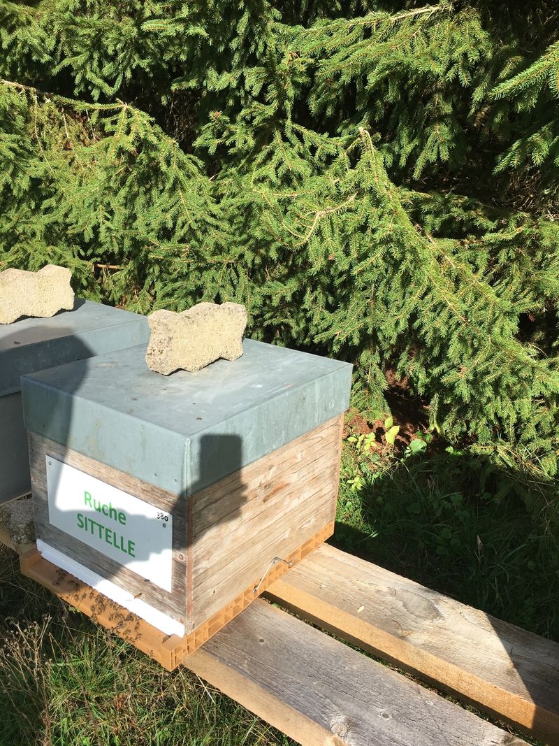 La ruche Sittelle