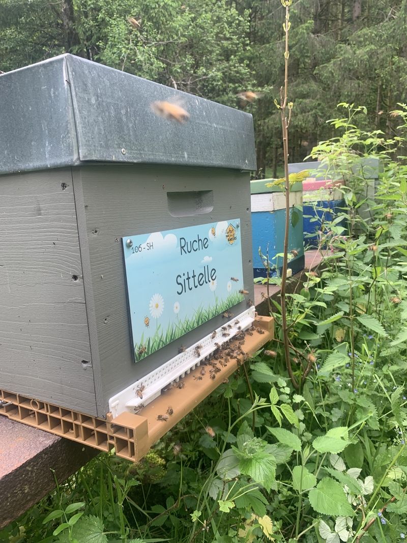 La ruche Sittelle
