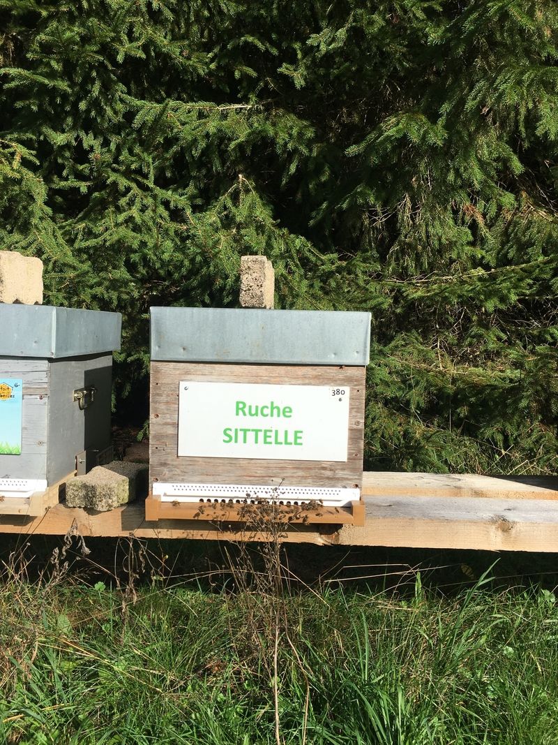 La ruche Sittelle