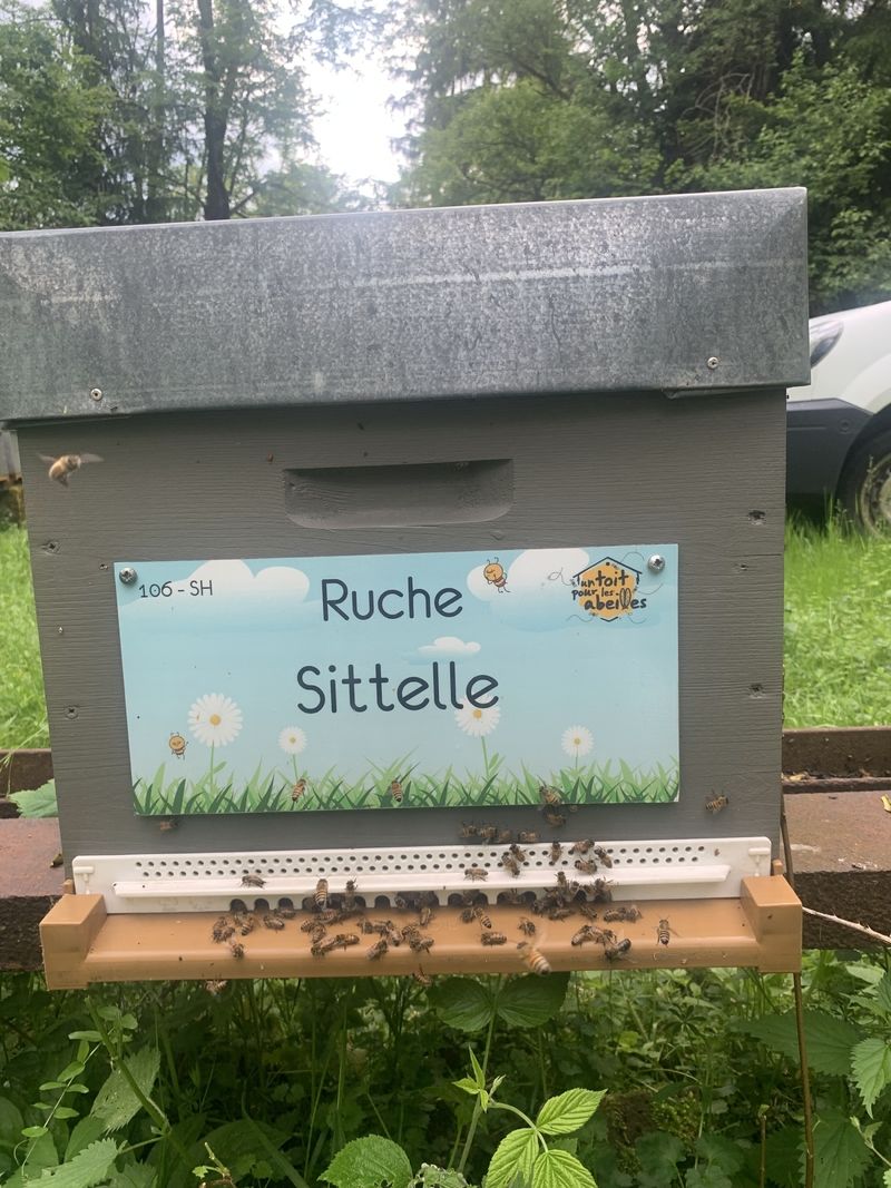La ruche Sittelle