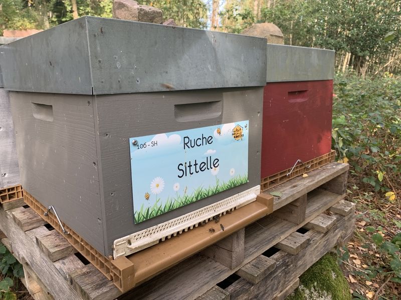 La ruche Sittelle