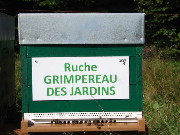 La ruche
