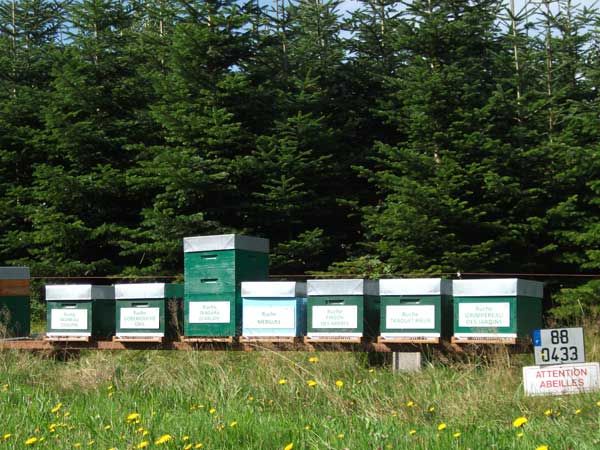 La ruche Grimpereau des jardins