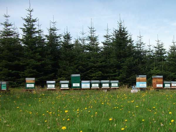 La ruche Grimpereau des jardins