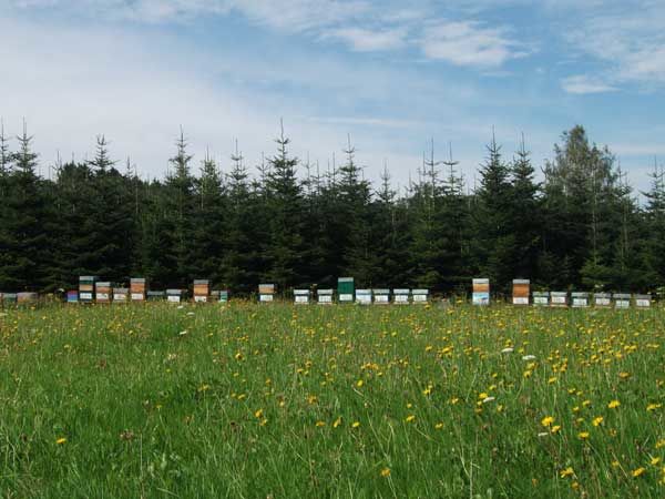 La ruche Grimpereau des jardins